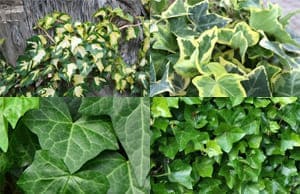 Плющ саженцы