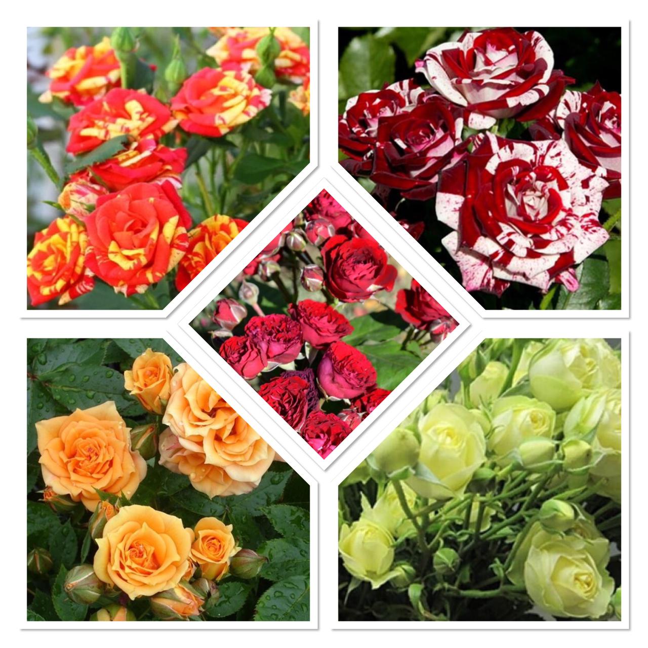 Розы Спрей саженцы