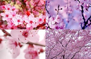 Сакура саженцы