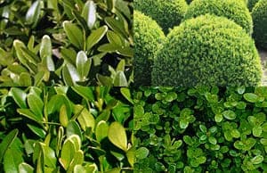 Самшит саженцы