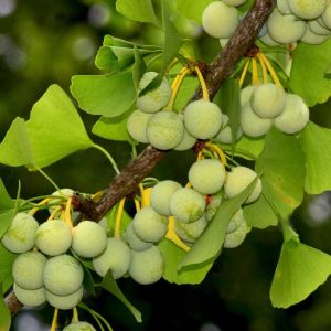 Гинкго Билоба саженцы