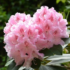 Рододендрон саженцы