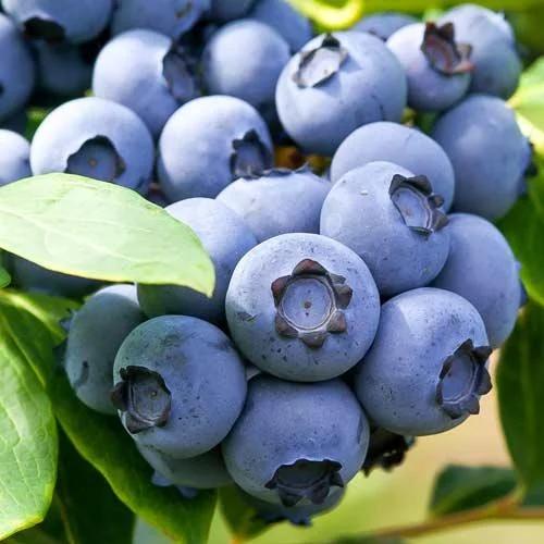 Голубика саженцы