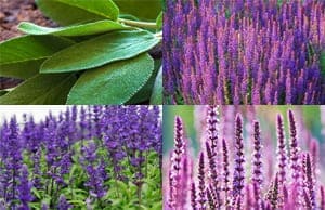 Шалфей саженцы и рассада