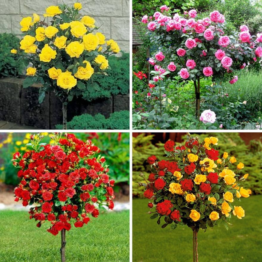 Штамбовые Розы