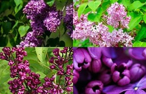 Сирень саженцы