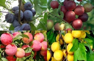 Саженцы колоновидной Сливы