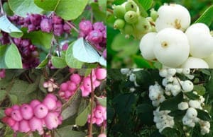 Саженцы Снежноягодника