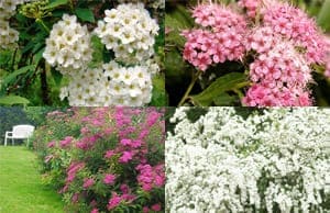 Саженцы Спиреи