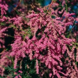 Тамарикс саженцы