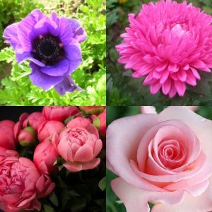 Цветы саженцы и рассада