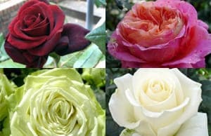 Розы саженцы