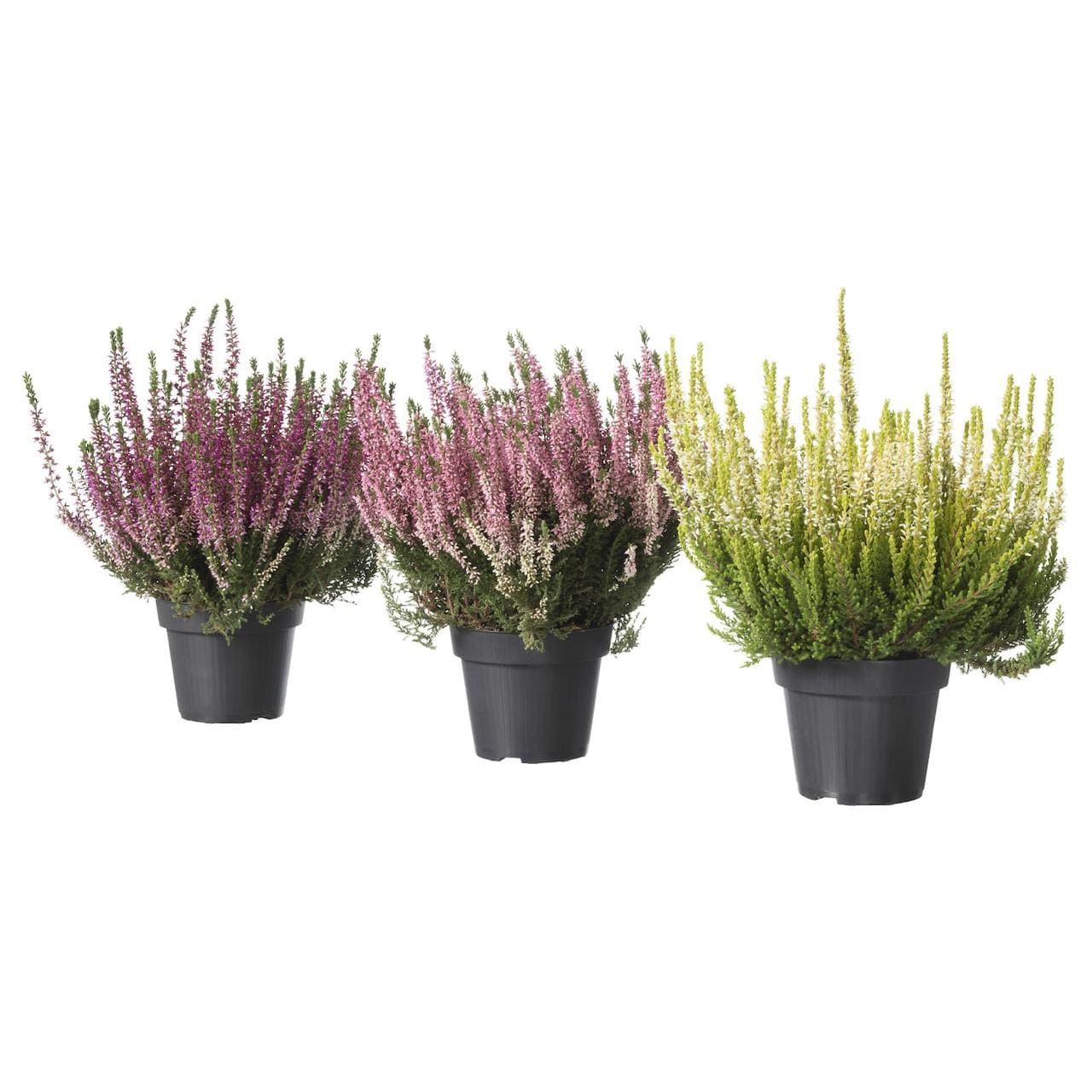 Вереск саженцы