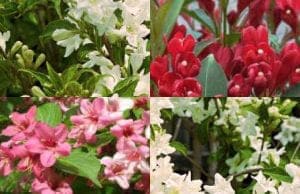 Вейгела саженцы