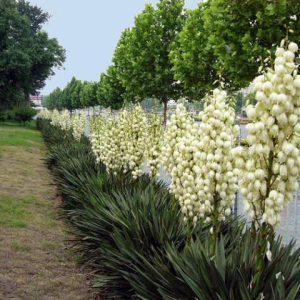 Юкка саженцы