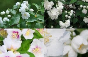 Жасмин Саженцы