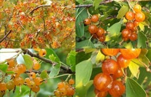 Золотистая Смородина саженцы