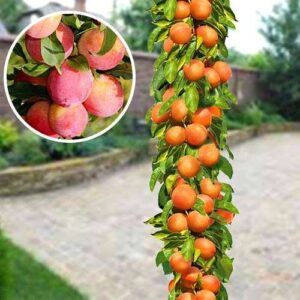 Колоновидные деревья саженцы