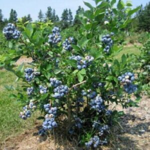 Плодовые кустарники саженцы