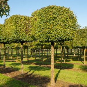 Лиственные деревья саженцы