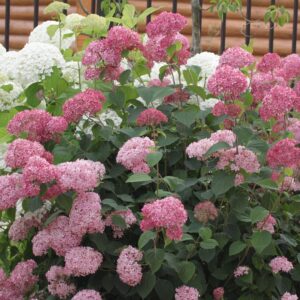 Саженцы декоративных кустарников