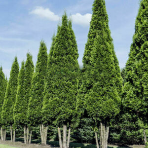 Хвойные деревья и кустарники