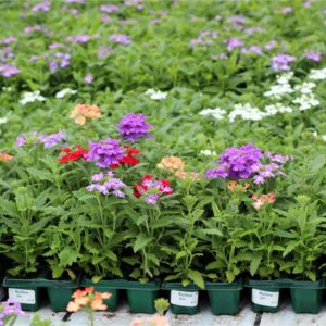 Цветы саженцы и рассада